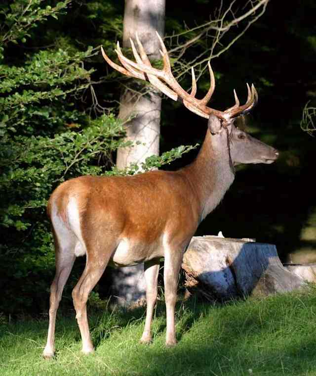 Die Samnauner Wild- und Tierwelt kennen lernen.