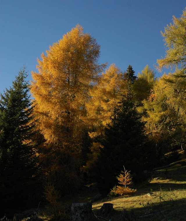 Im Zedlacher Paradies