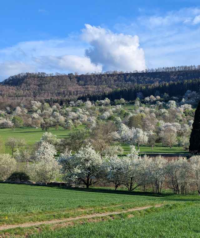 Steuobstwiesen am Fusse des Farrenberges