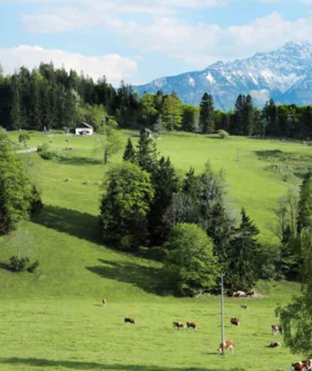 Blick zum Ötscher vom Hochbärneck