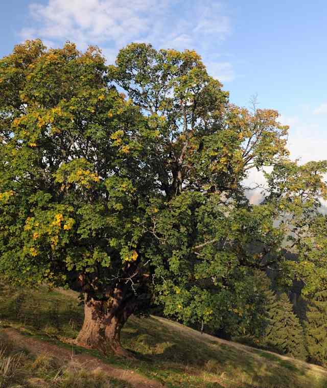Bergahorn im Naturpark Nagelfluhkette