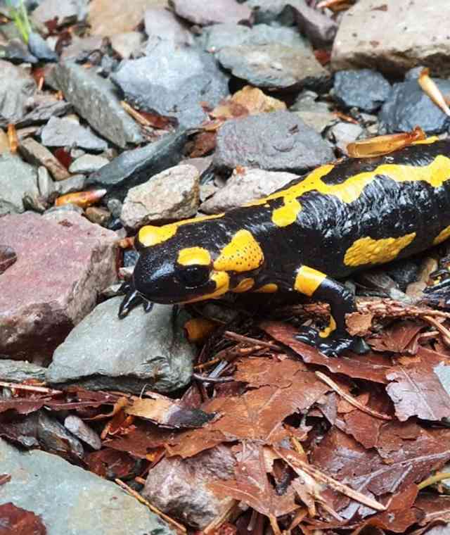 Feuersalamander finden Verstecke in Felsspalten