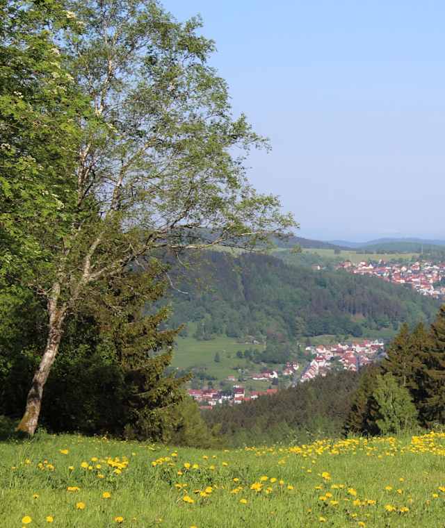 Blick auf Steinbach-Hallenberg vom Knüllfeld
