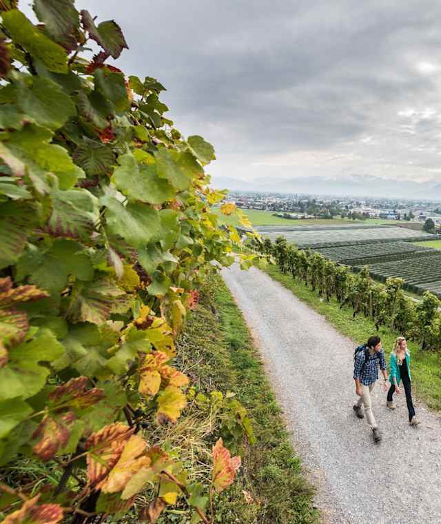 Rheintaler Weinwanderweg