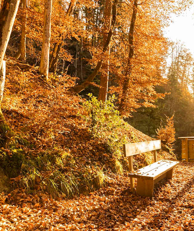 Sägaweiherweg im Herbst