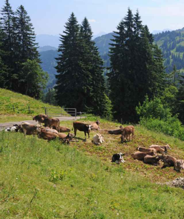 An der Schweidwangalpe