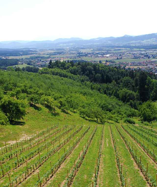 Weingarten beim Lenzbauer