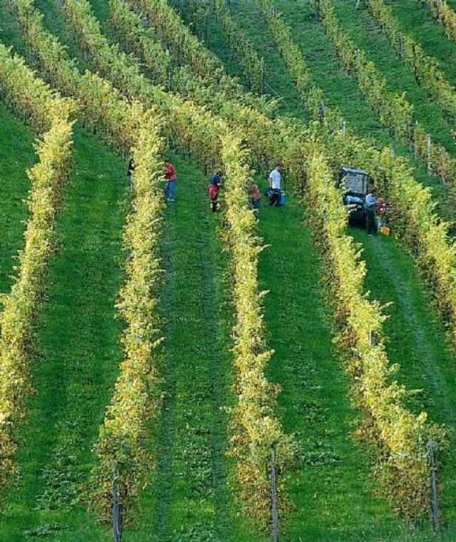 Weinreben
