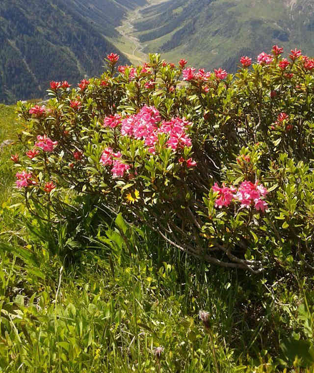 Bike & Hike: Von Galtür auf das Westliche Gamshorn