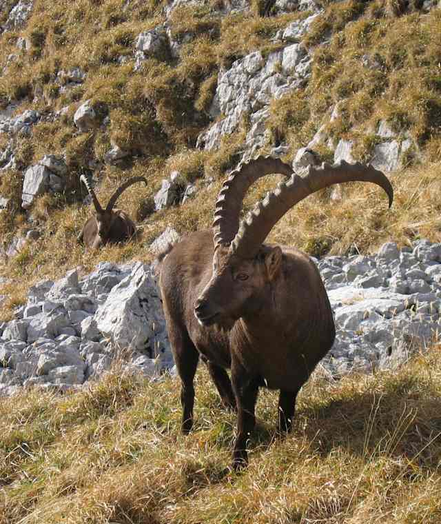 Die Könige der Alpen