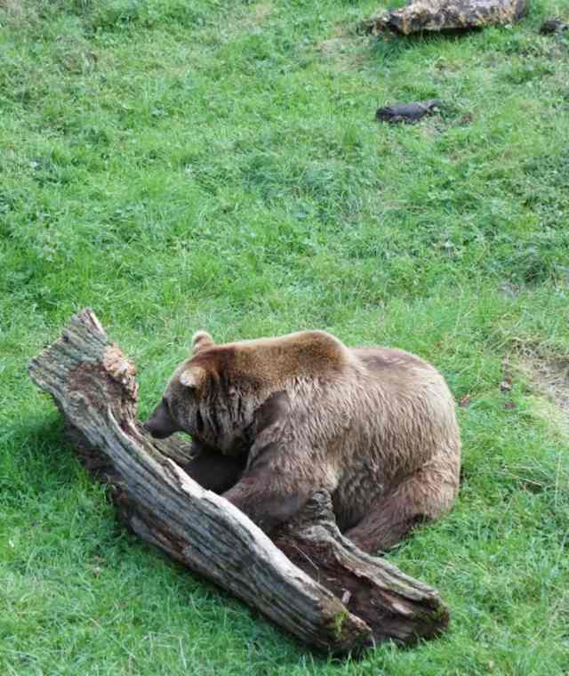 Wildnis total: Bayerischer Wald