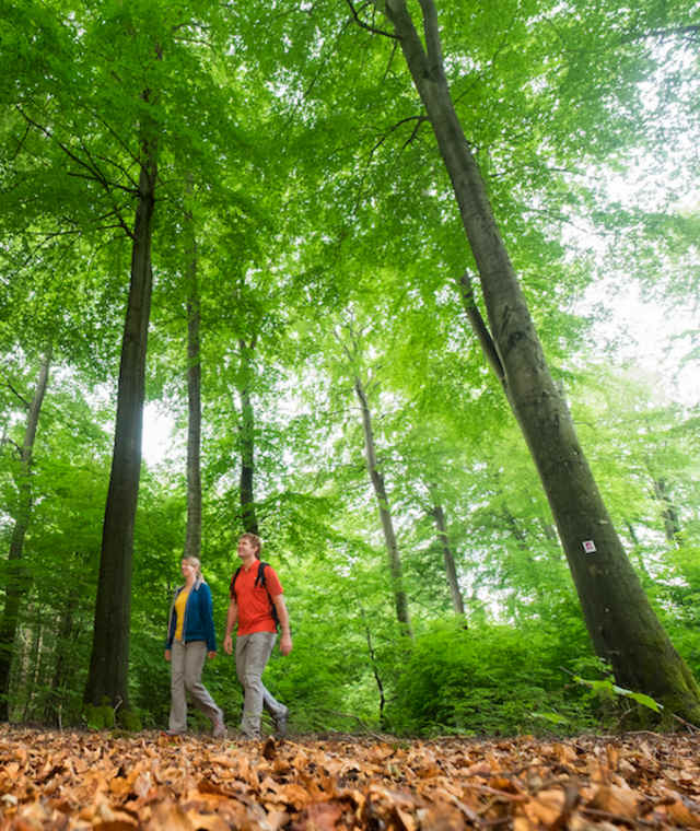 Durch schöne Waldabschnitte führt der Wildnis-Trail.