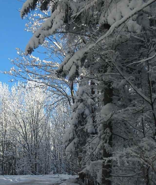 Winter im Naturpark Hohe Wand