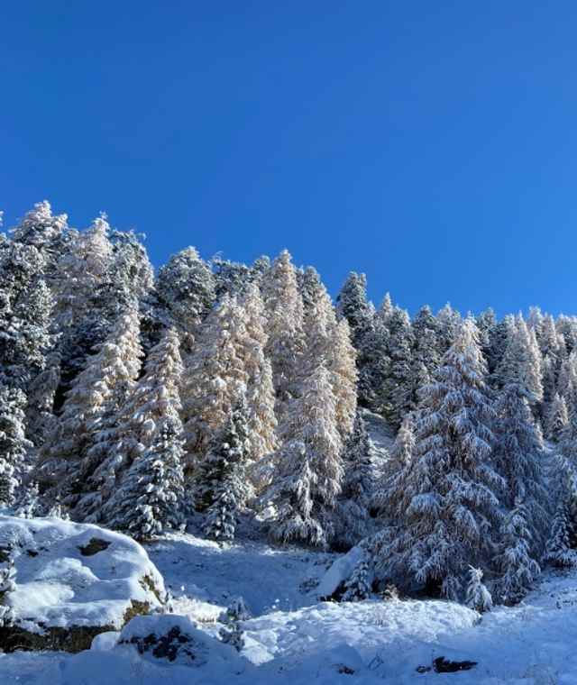 Verschneite Wälder entlang dem Winter Wonder Trail. 