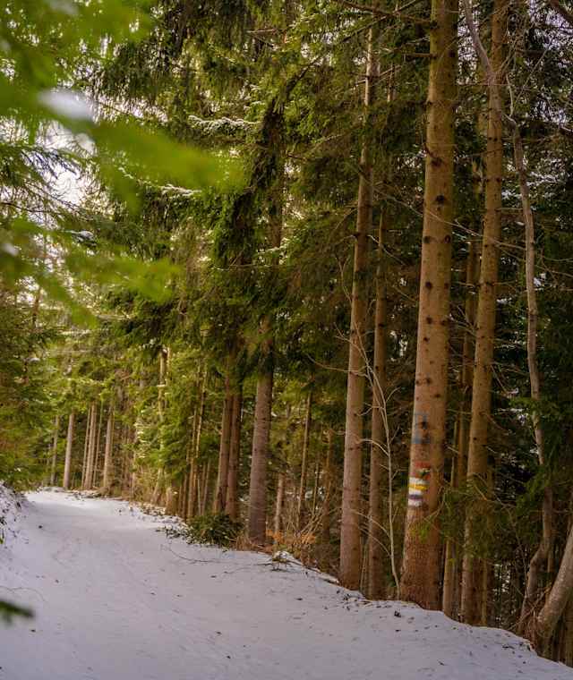 Der Walderlebnisweg führt auf schönen, leicht zu begehenden Wegen.
