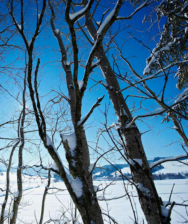 Oberstaufen Winter