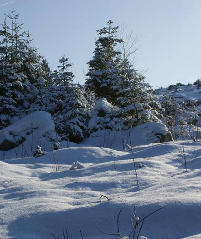 Winterlandschaf Königswiesen