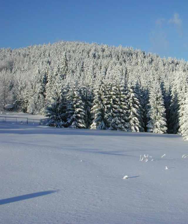 Auf sonnigen Wegen geht es entlang des Waldrandes.
