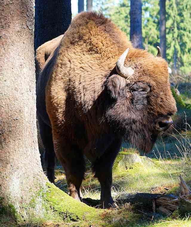 Eindrucksvoll - Wisent