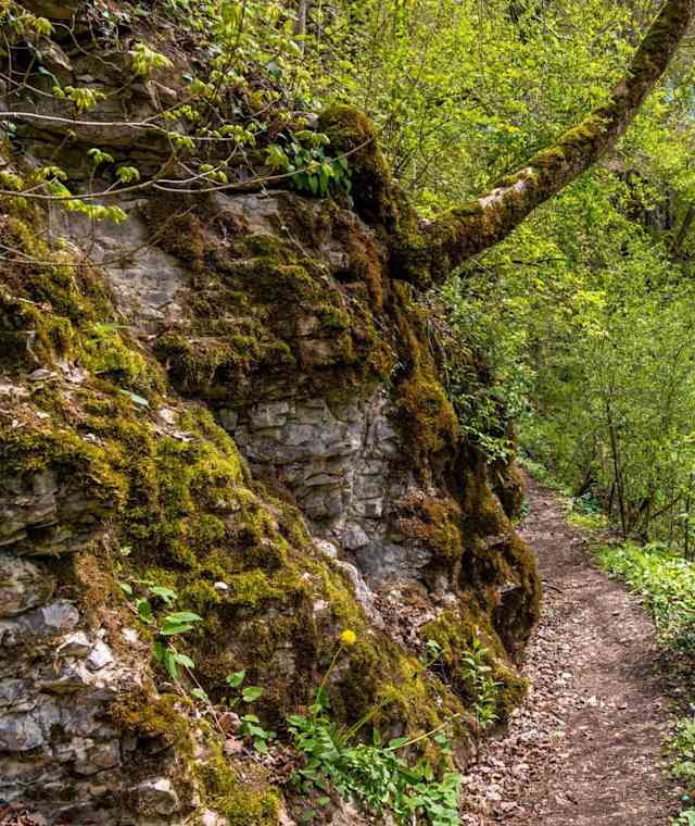 Schluchtensteig