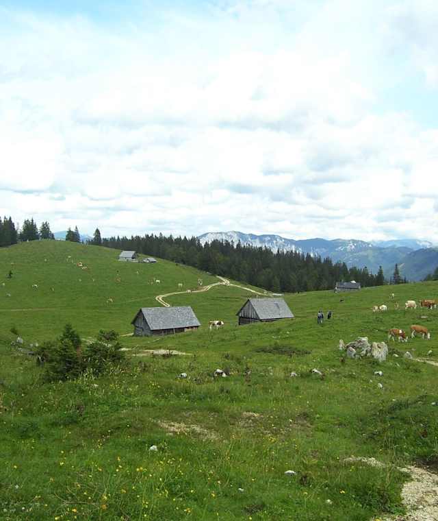 Zeller Staritzen - Almenlandschaft