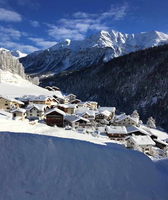 Zorten im Winter